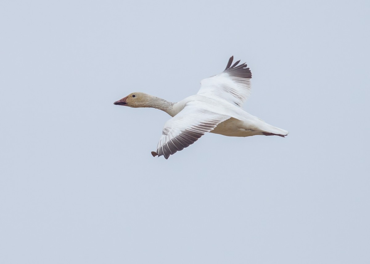 Snow Goose - Julio Mulero