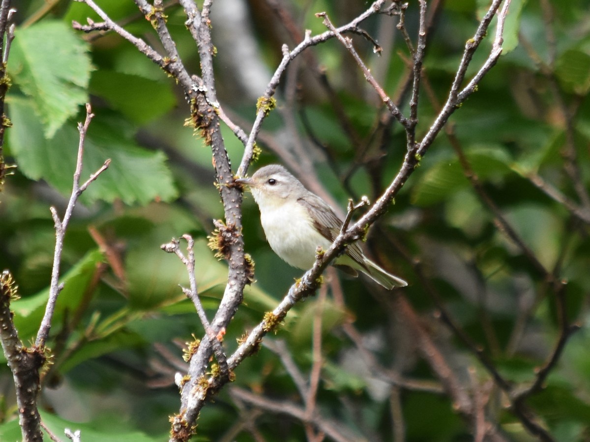 Warbling Vireo - ML595332431