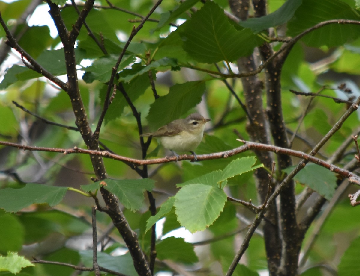 Warbling Vireo - ML595332451