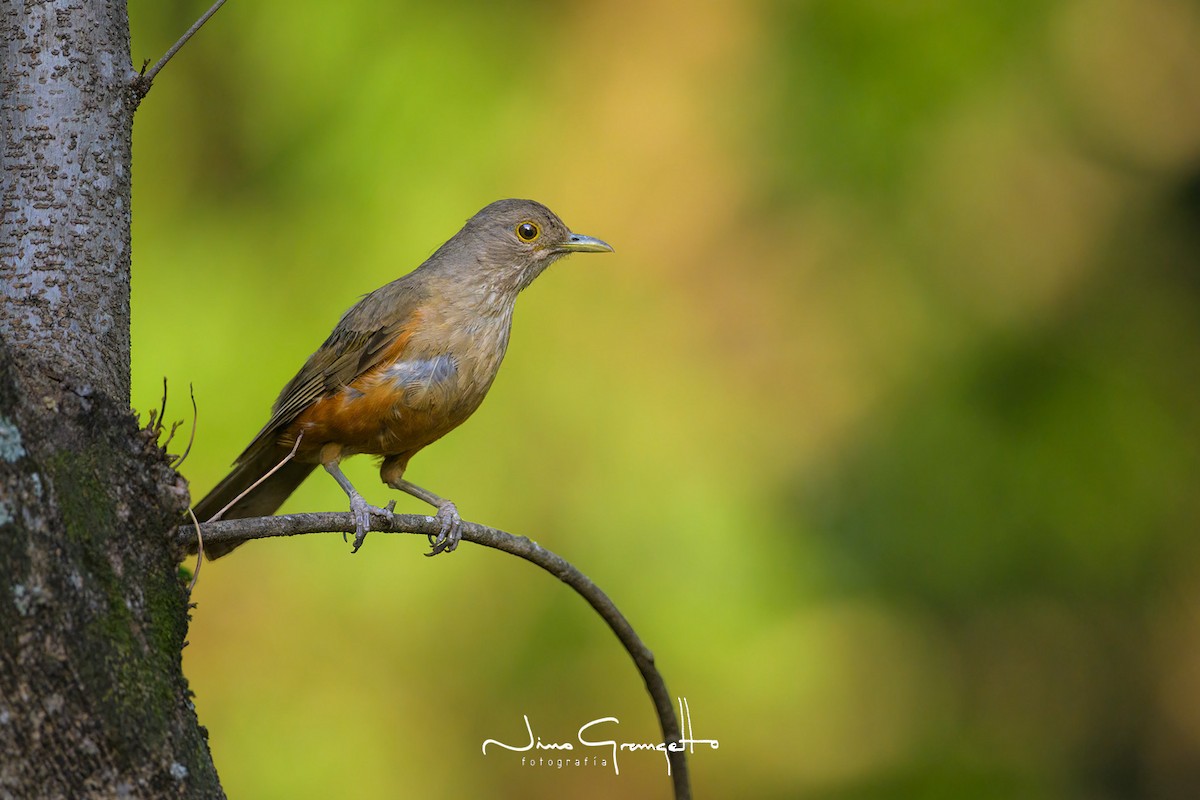 Rufous-bellied Thrush - Aldo Grangetto