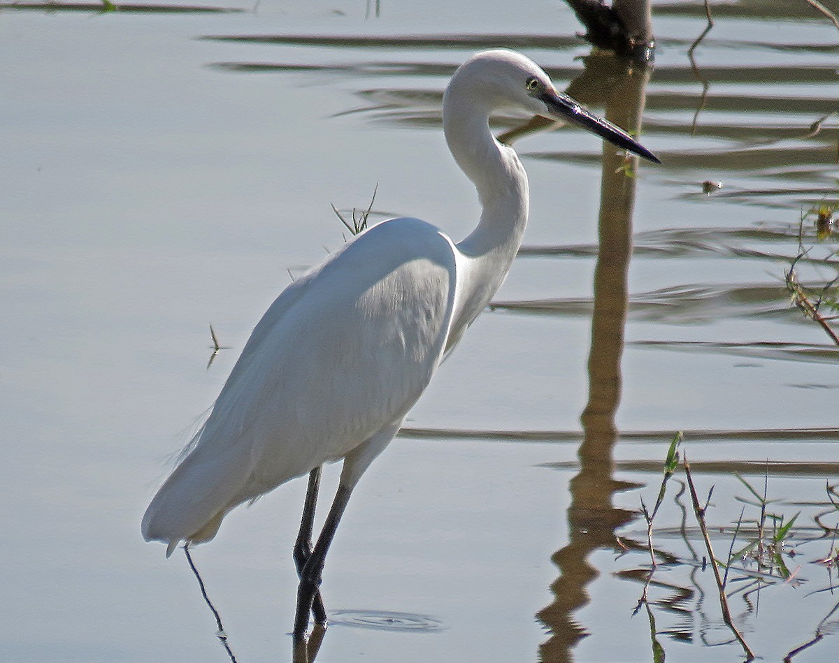 Little Egret - Douglas Canete