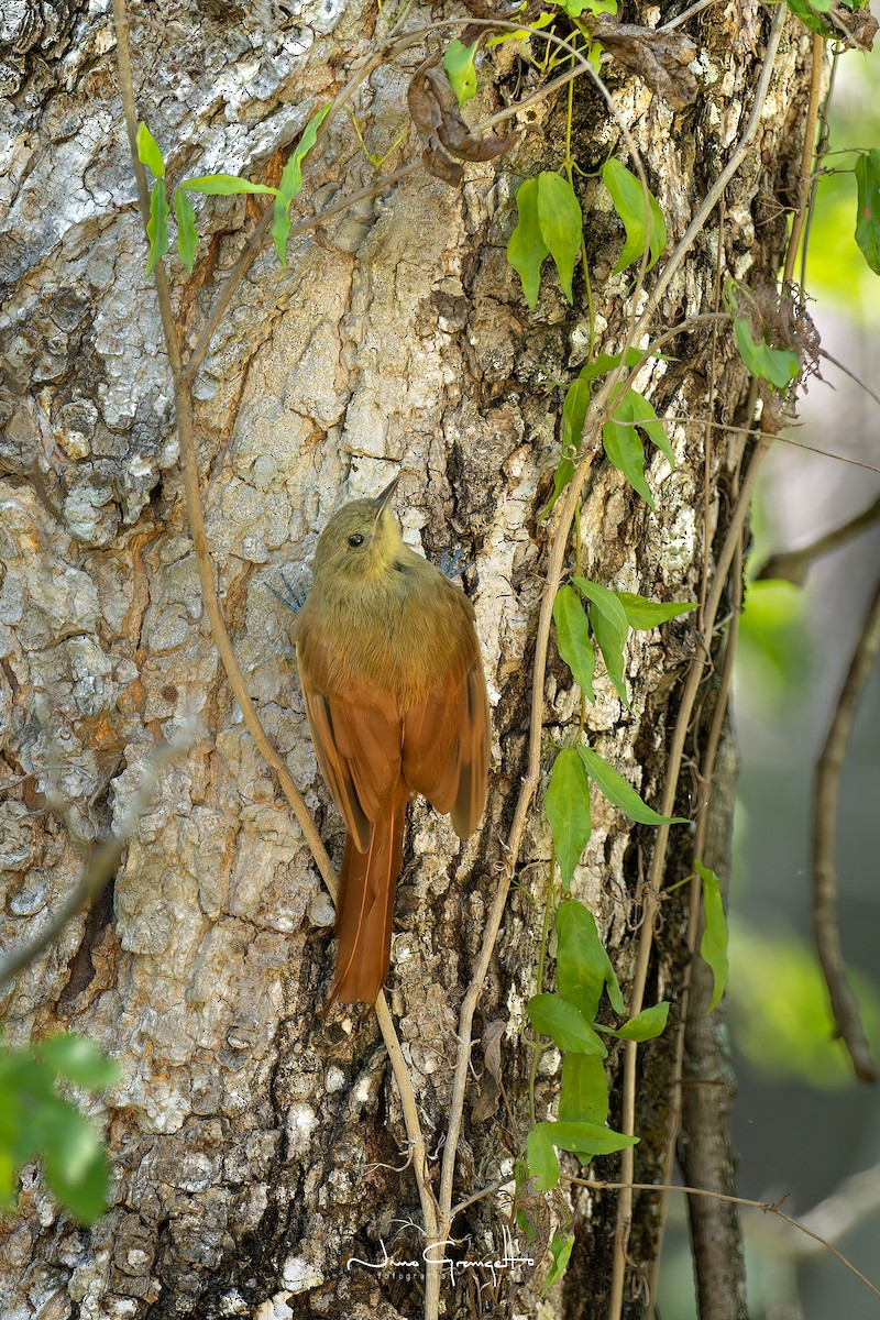 Olivaceous Woodcreeper - ML595334011