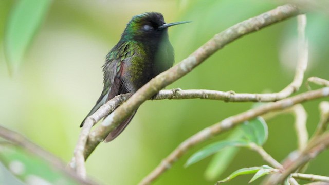 Colibri à ventre noir - ML595334291