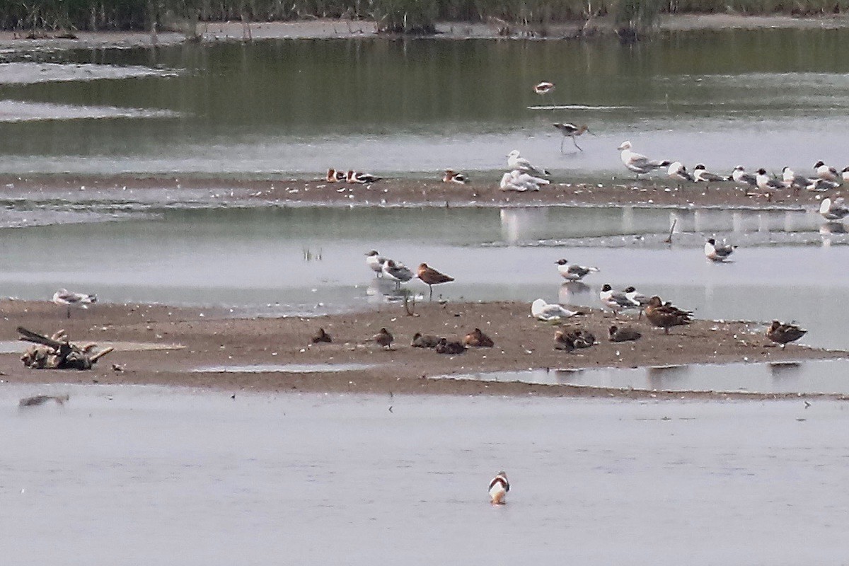 Marbled Godwit - ML595335001