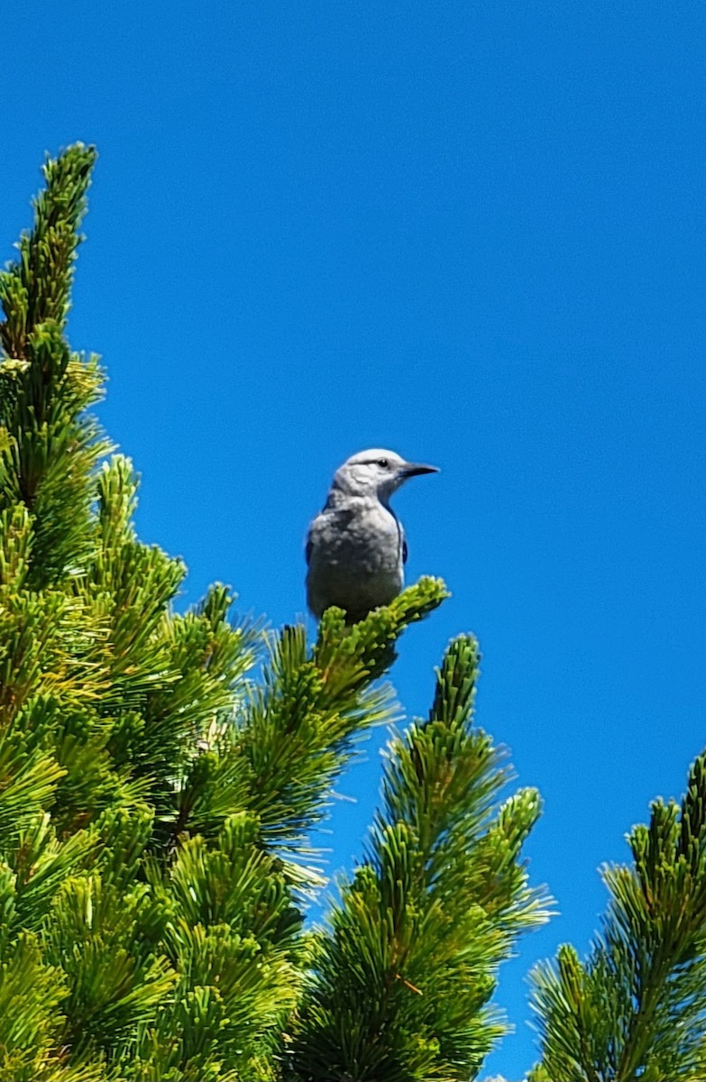 Clark's Nutcracker - ML595335561