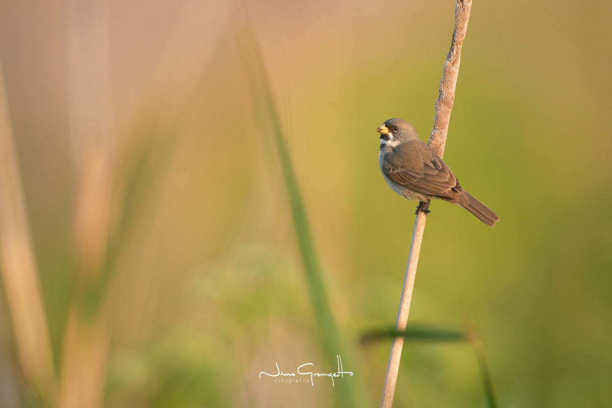 Double-collared Seedeater - Aldo Grangetto