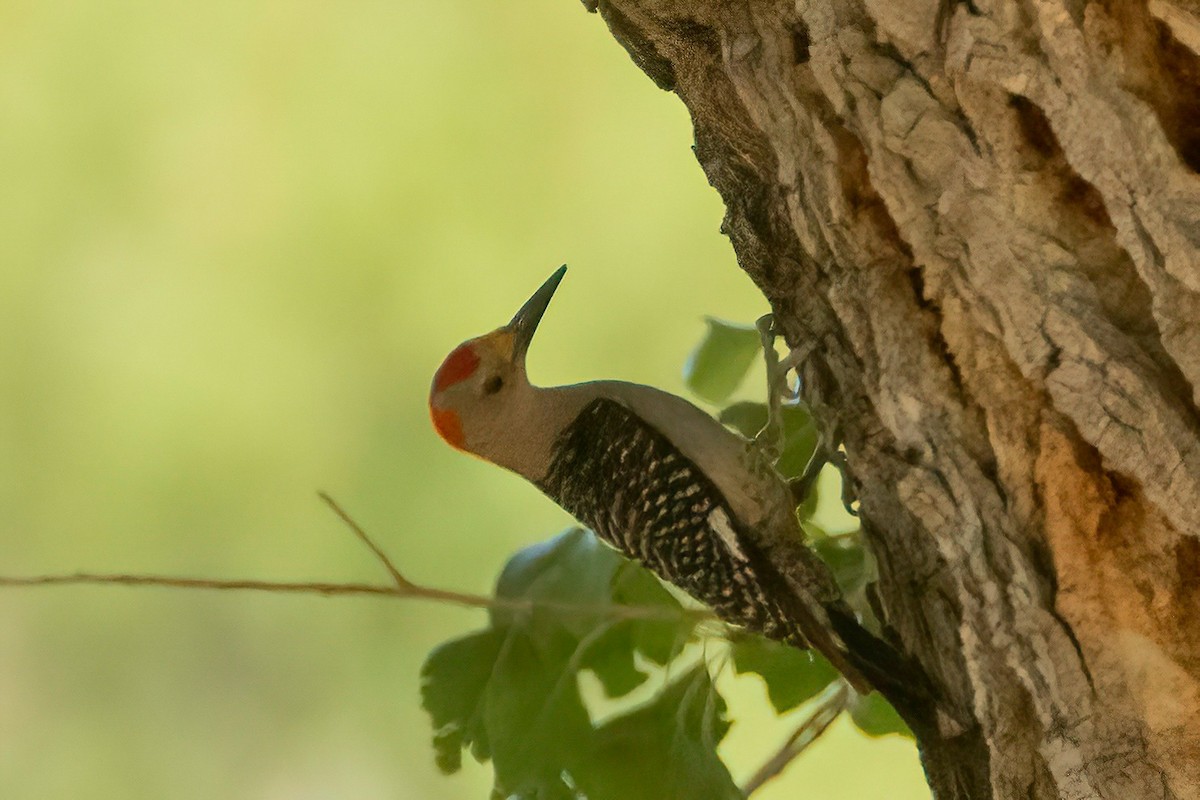 Golden-fronted Woodpecker - ML595336551