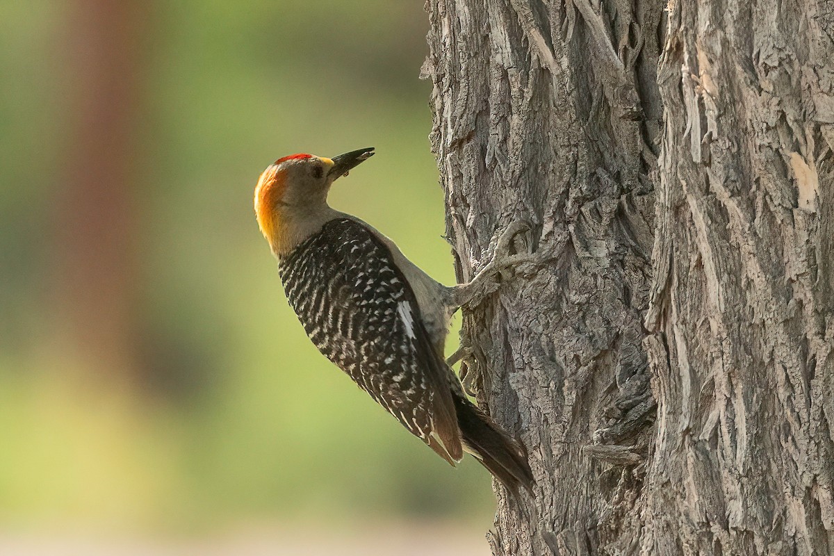 Golden-fronted Woodpecker - ML595336571