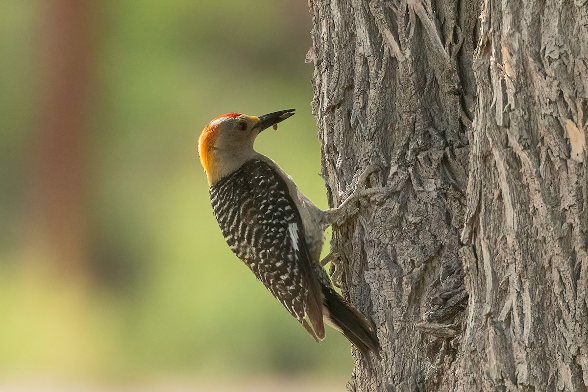 Golden-fronted Woodpecker - ML595336581