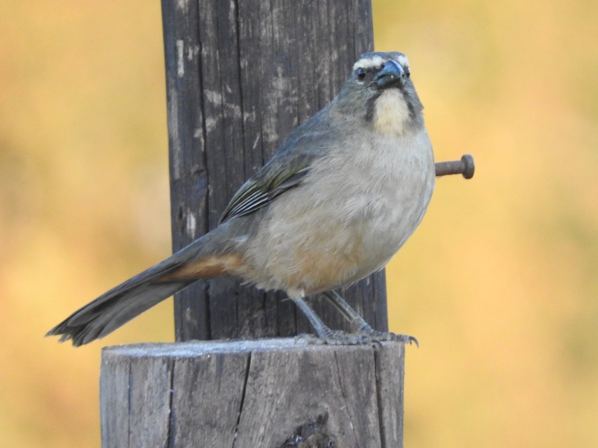 Bluish-gray Saltator - Andres Alejandro  Caric