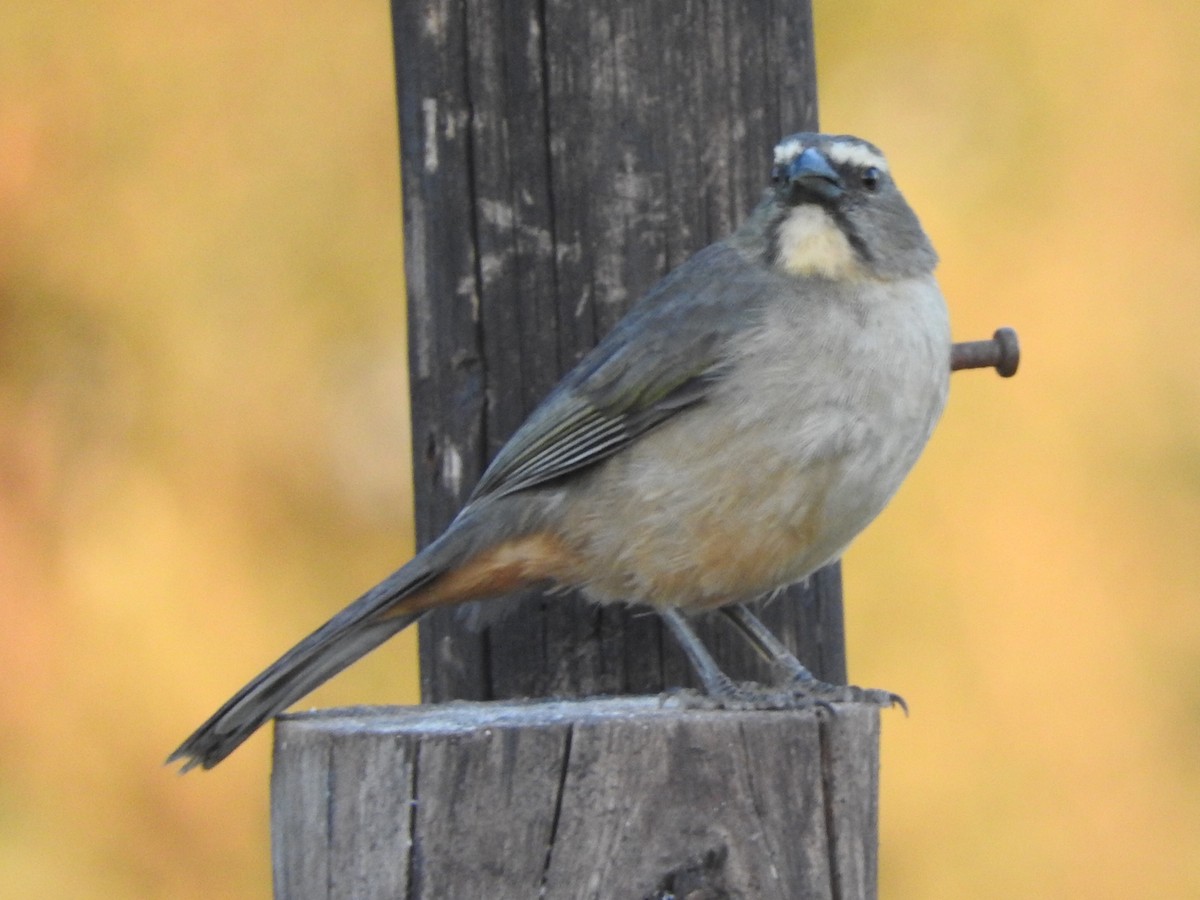 Bluish-gray Saltator - Andres Alejandro  Caric