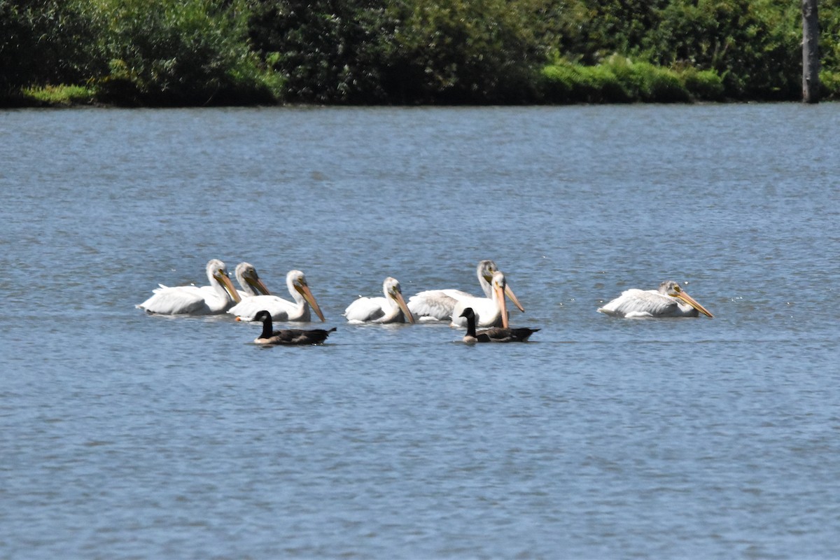 American White Pelican - ML595337621