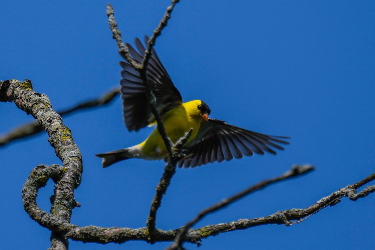 American Goldfinch - Ben Julian