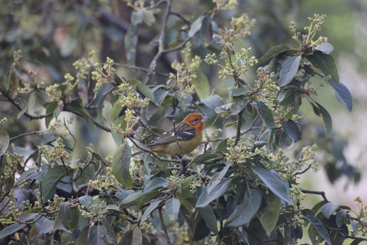 Flame-colored Tanager - ML595338501