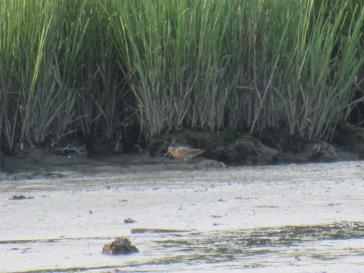 Short-billed Dowitcher - ML595339041