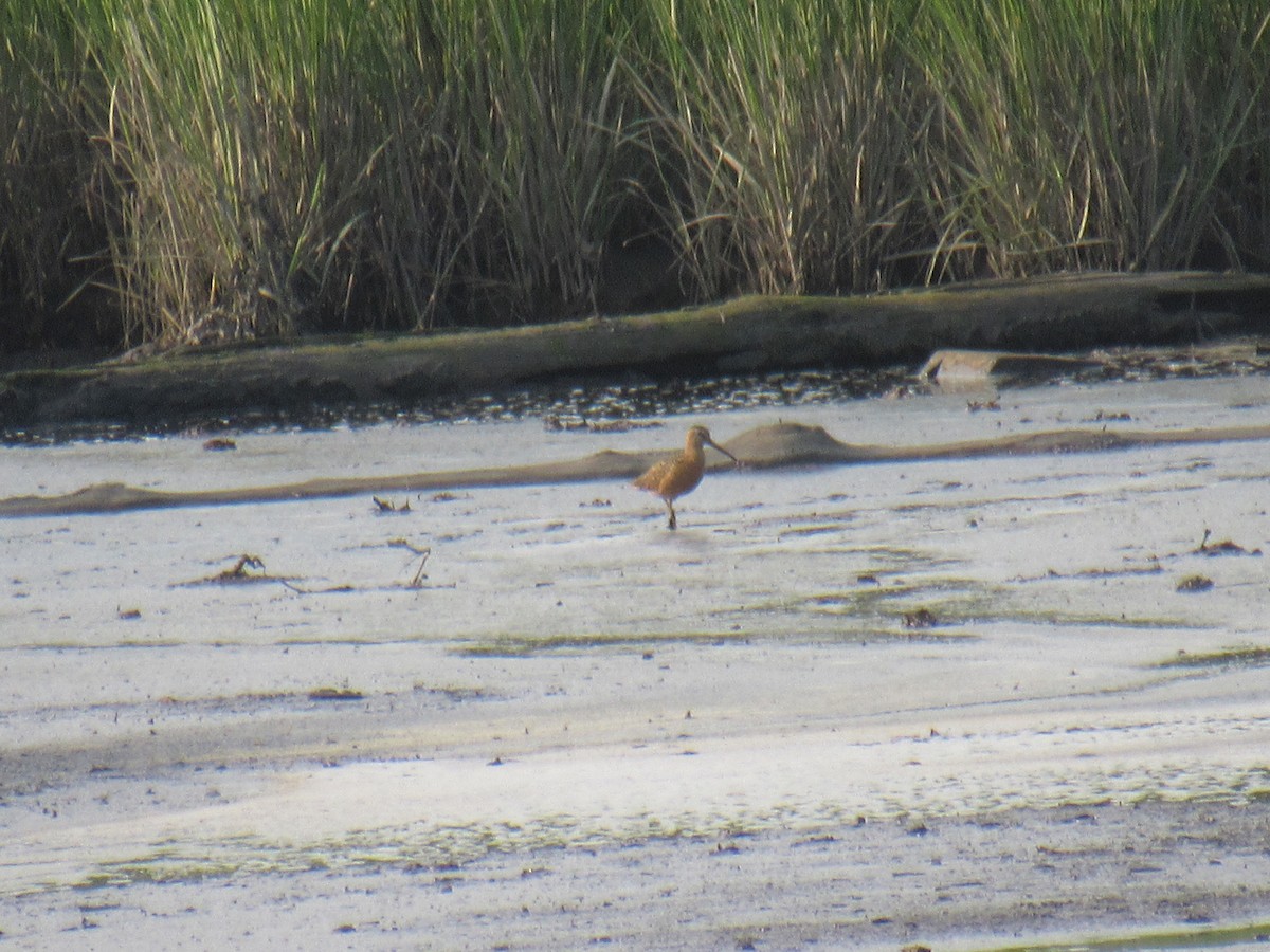 Short-billed Dowitcher - ML595339051