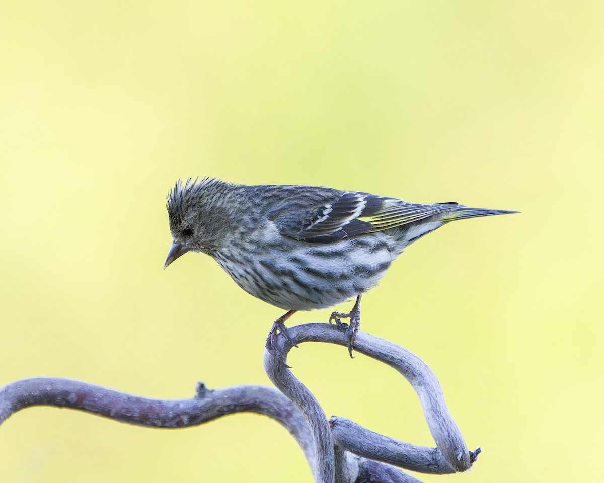Pine Siskin - ML595339251