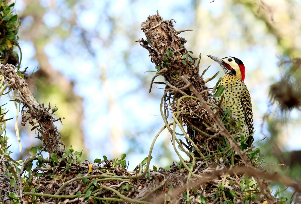 Green-barred Woodpecker - ML595340011