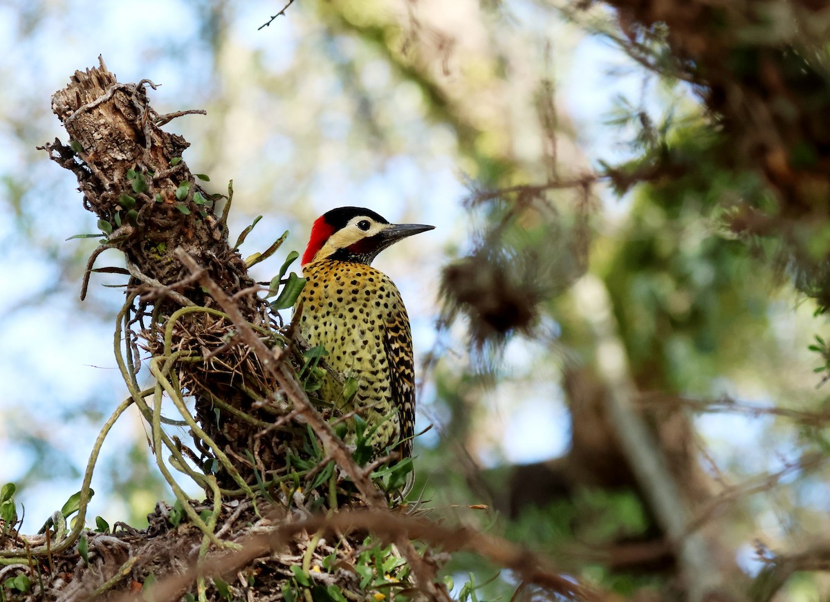 Green-barred Woodpecker - ML595340061