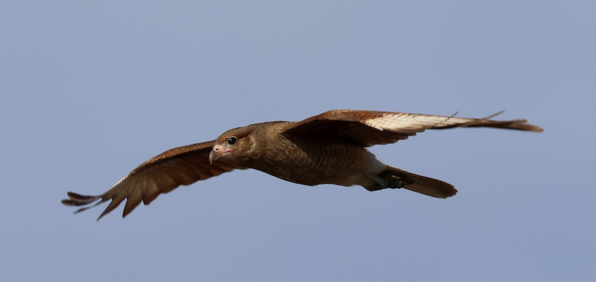 Chimango Caracara - ML595340291