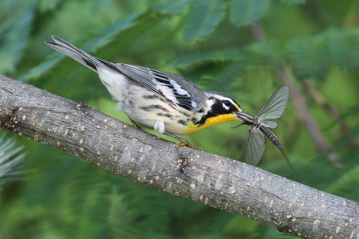 Yellow-throated Warbler - Daniel Bailey