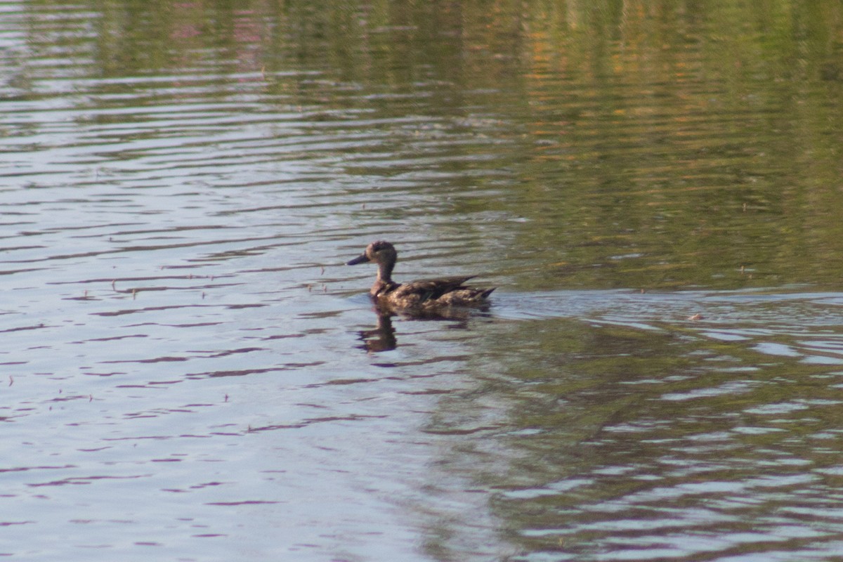 Blue-winged Teal - ML595340781