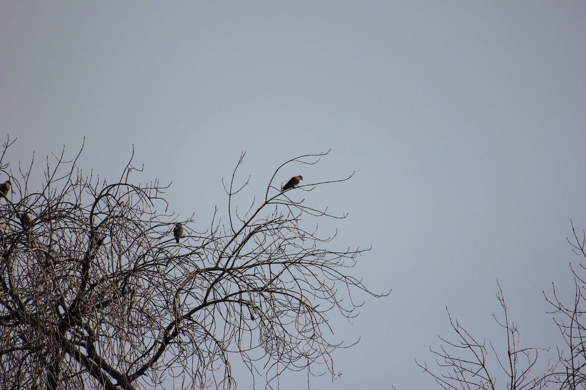 White-crowned Parrot - ML595341191