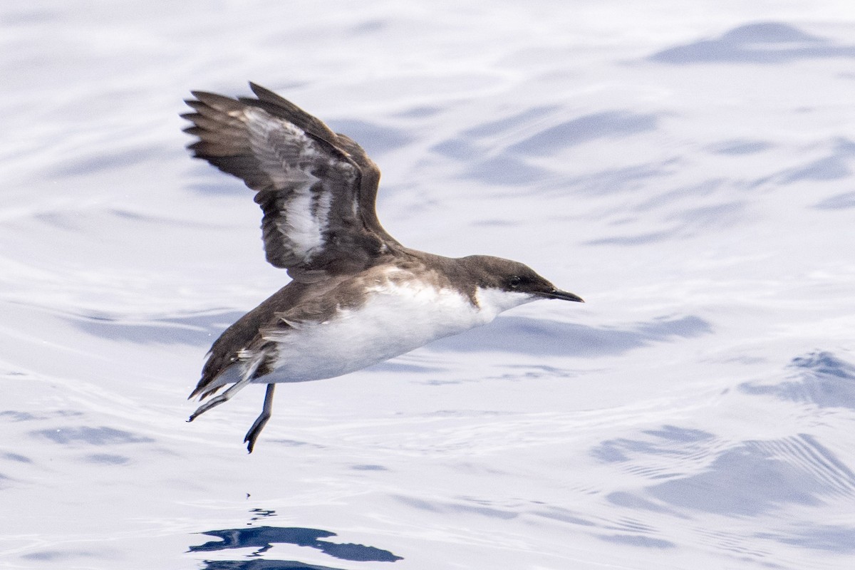 Craveri's Murrelet - ML595342441