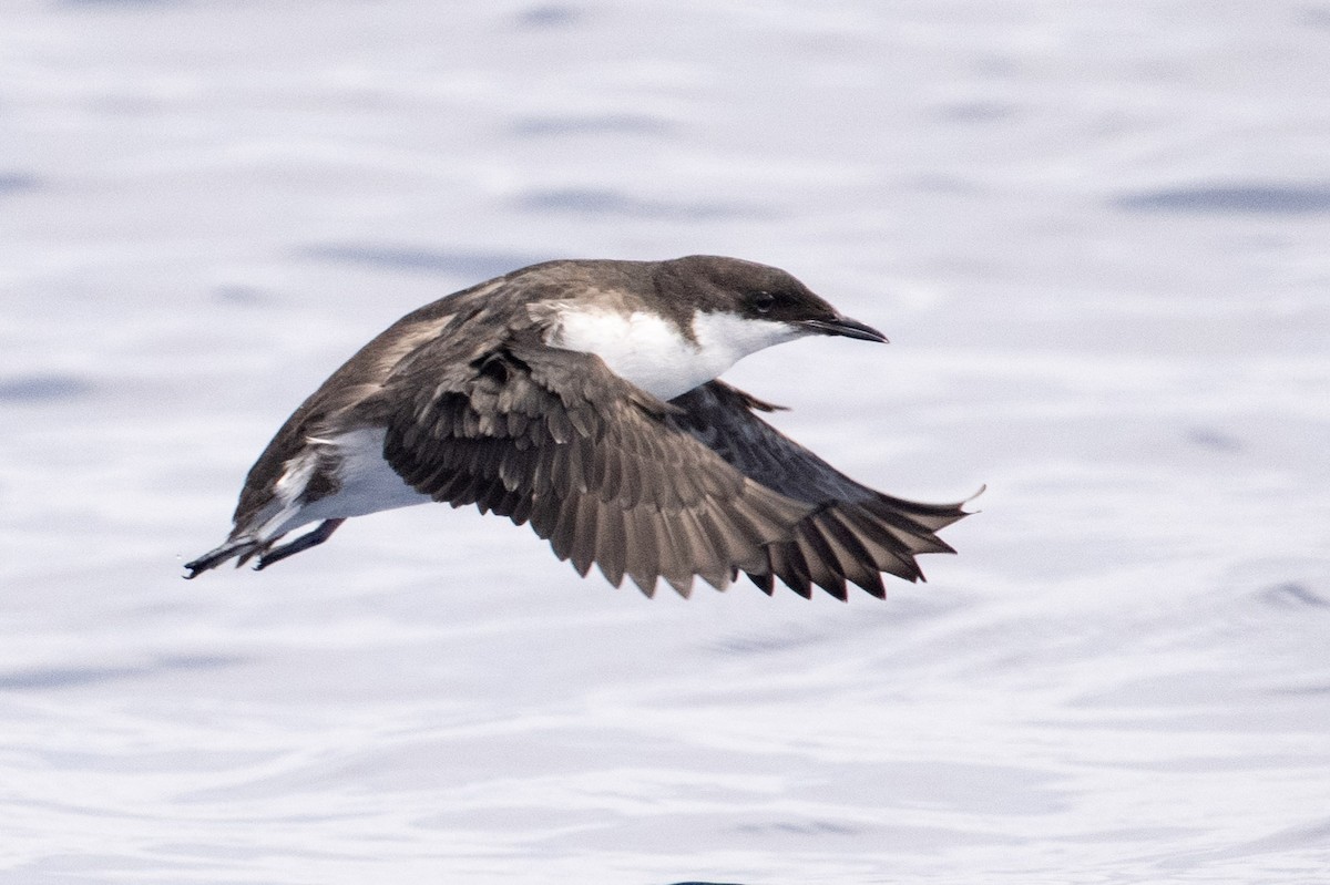 Craveri's Murrelet - Nancy Christensen