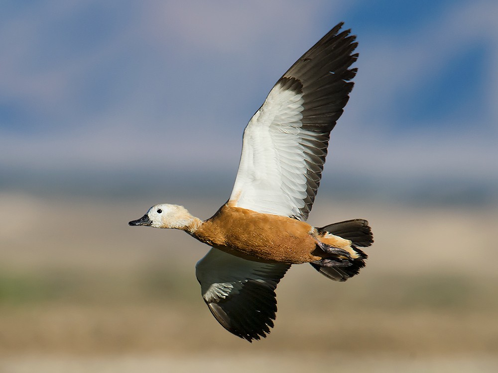 Ruddy Shelduck - ML59534341