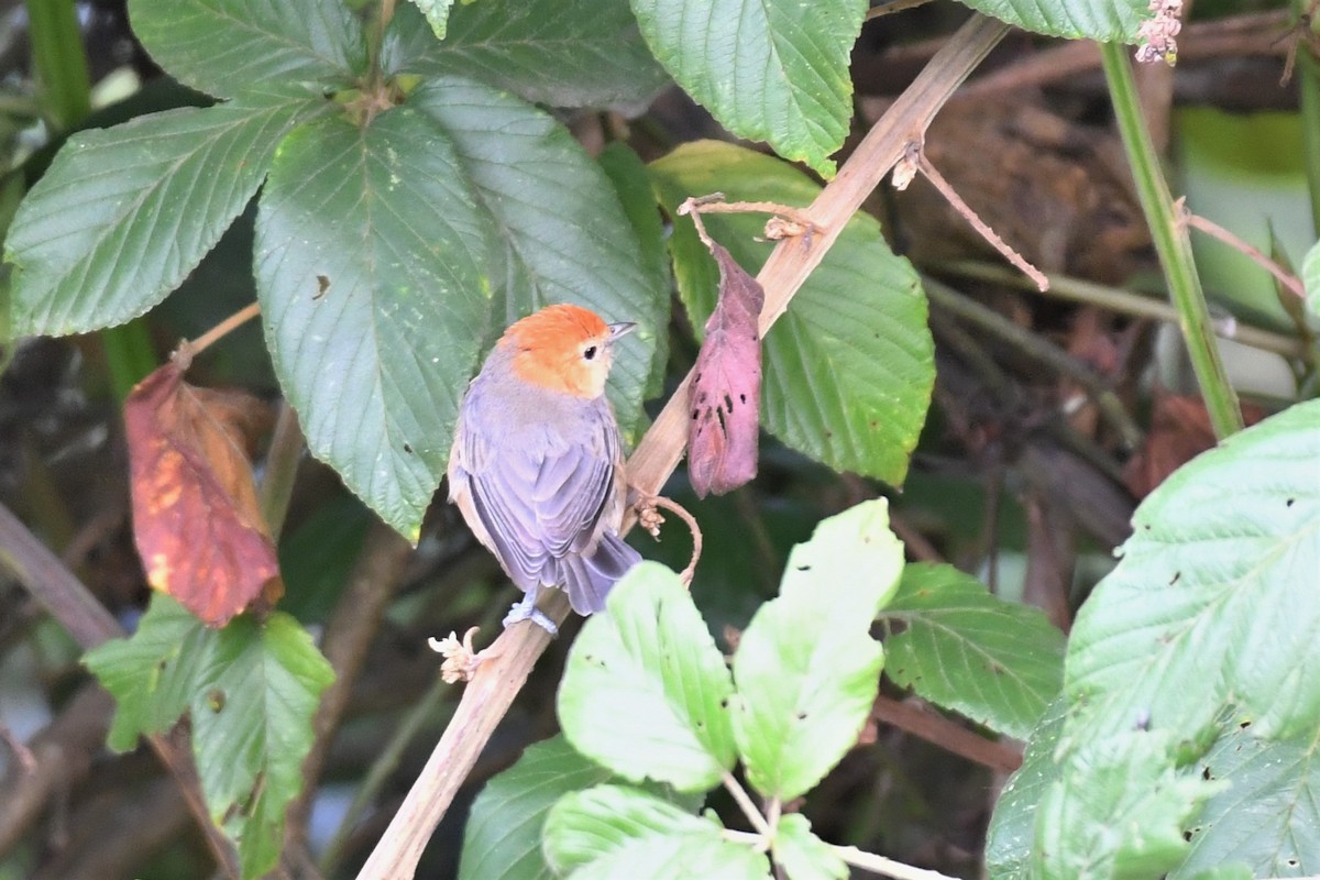 Buff-bellied Tanager - ML595344411