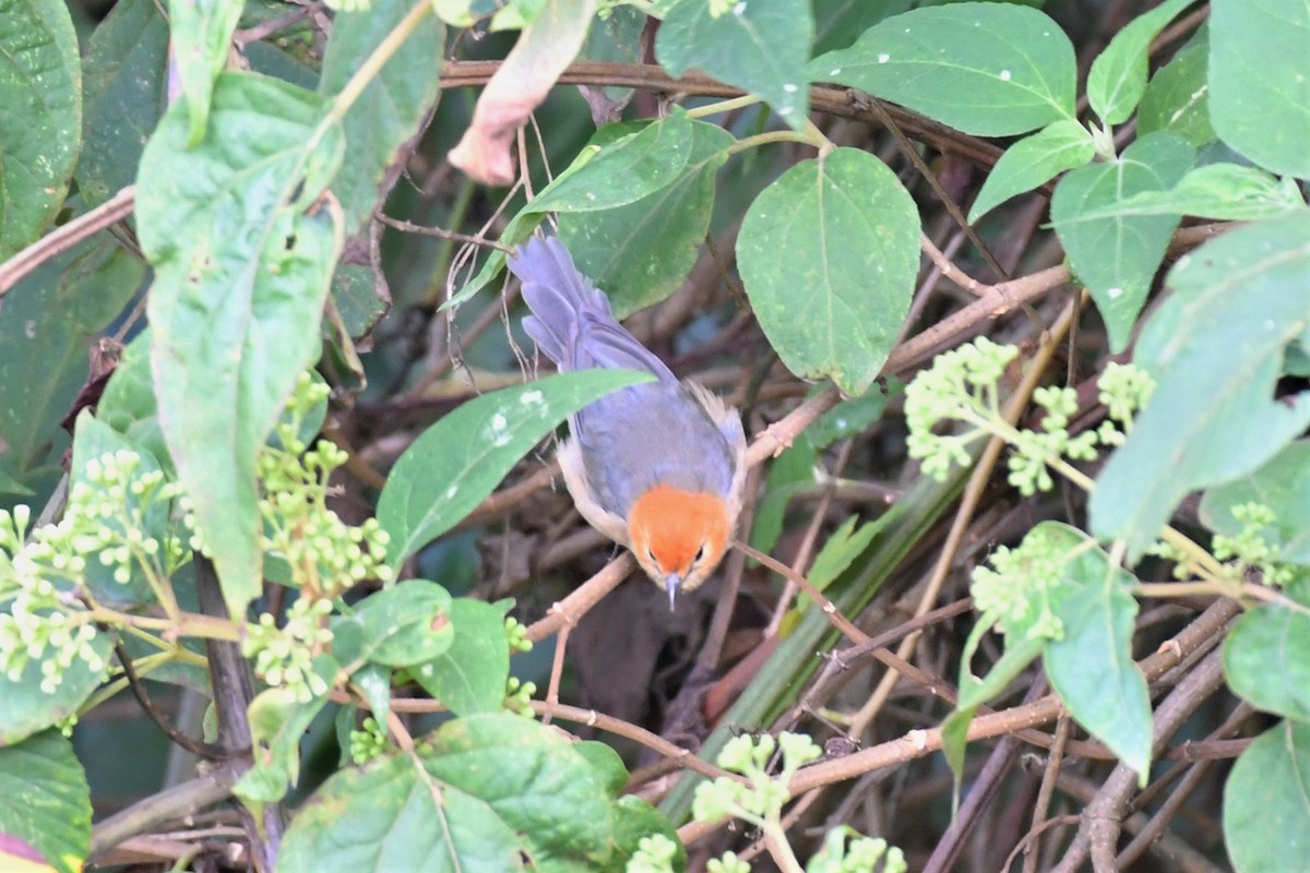 Buff-bellied Tanager - David Lawton