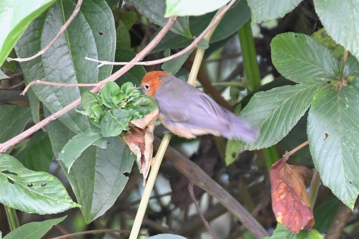 Buff-bellied Tanager - David Lawton