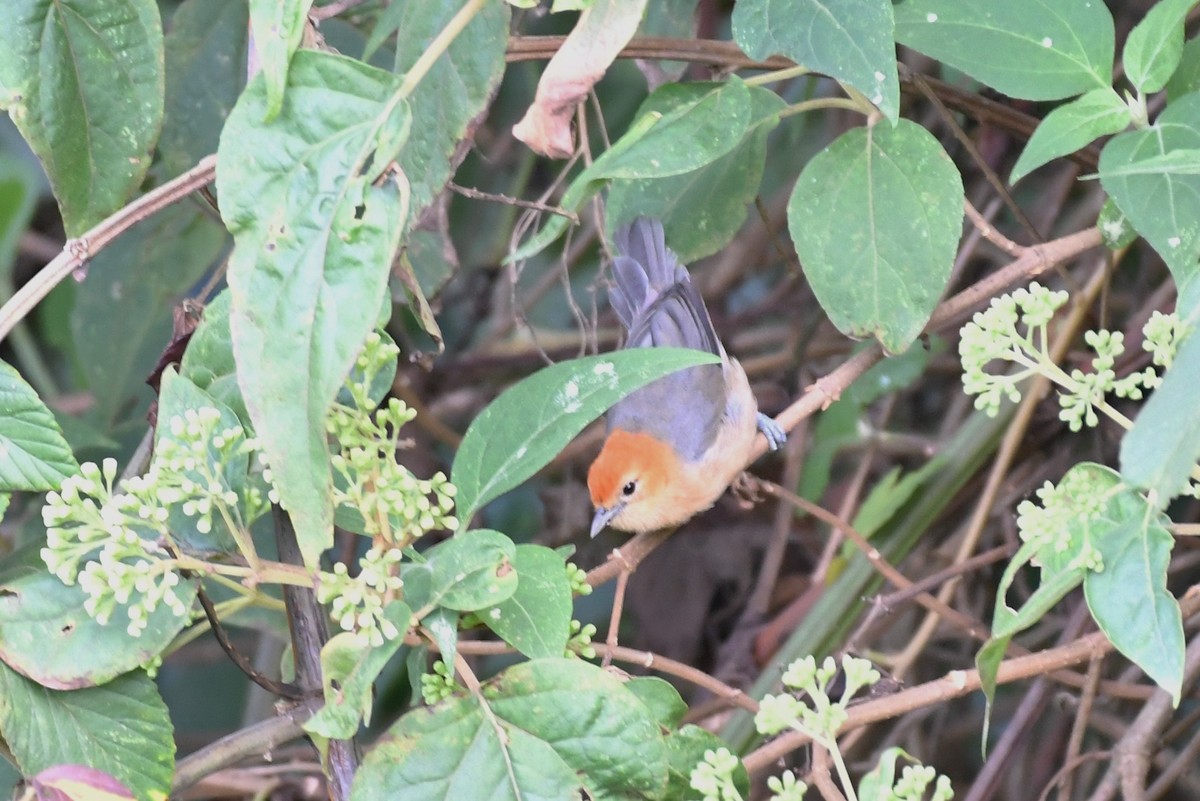 Buff-bellied Tanager - ML595344461