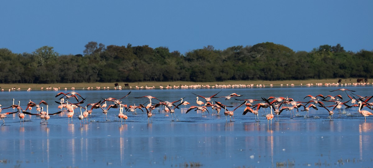 Chilean Flamingo - ML595344591