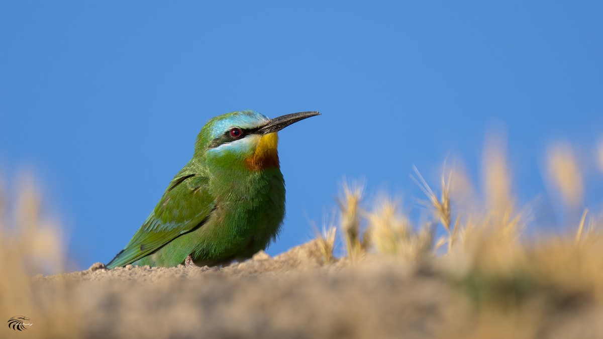 Blue-cheeked Bee-eater - ML59534481