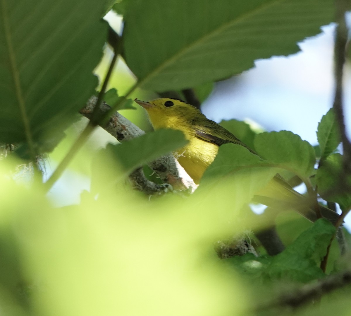 Wilson's Warbler - ML595344901