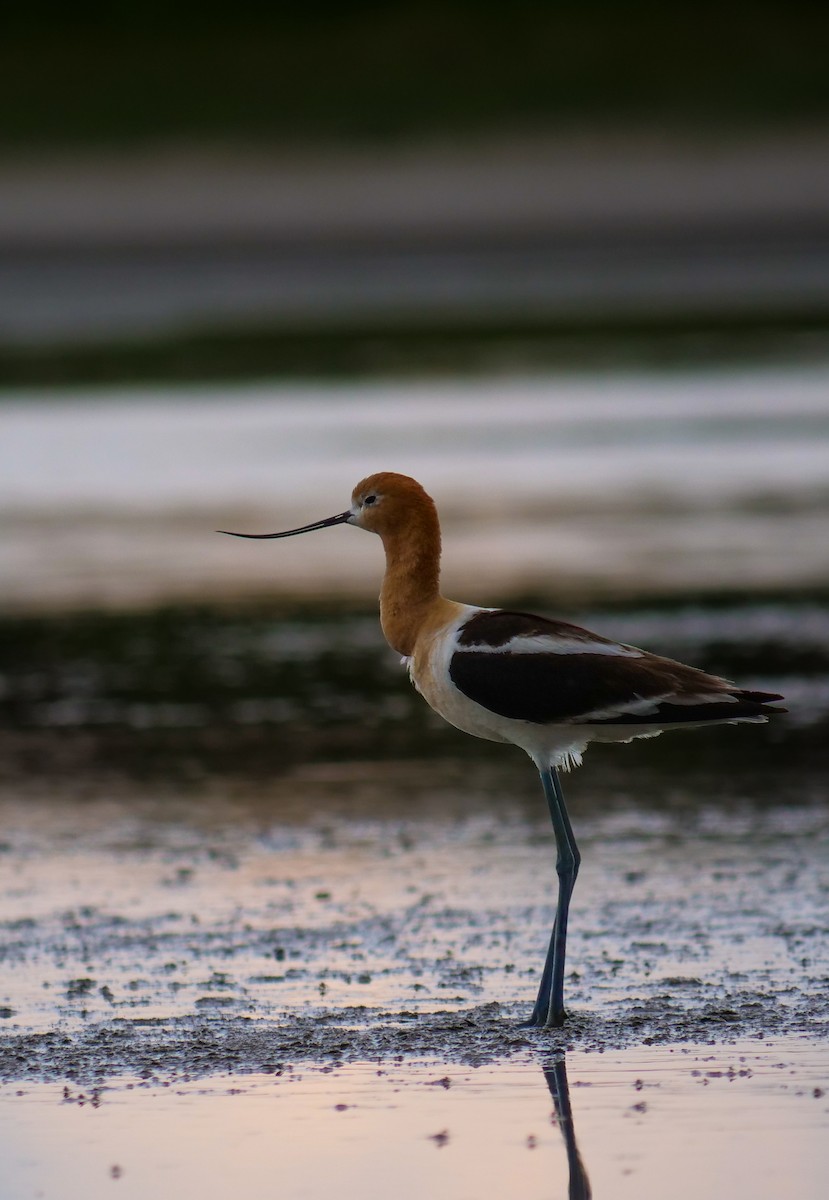 American Avocet - ML595345331