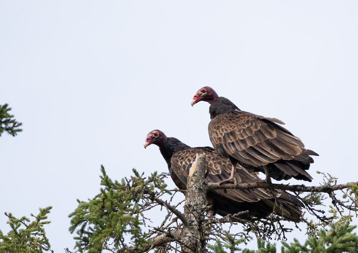 Turkey Vulture - ML595345351