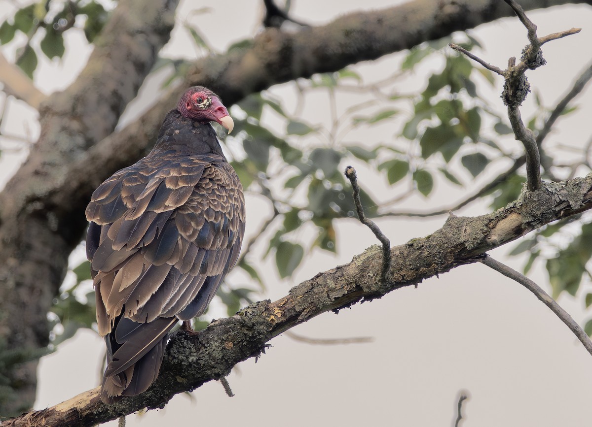 Turkey Vulture - Laurent Prévost-Frenette