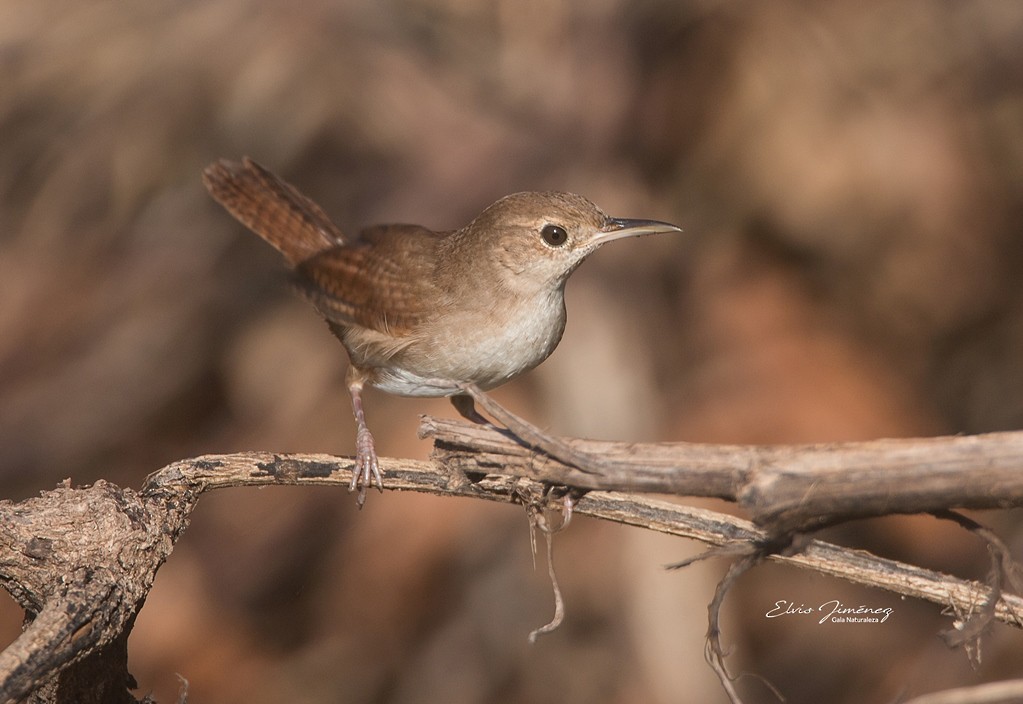 House Wren (Cozumel I.) - ML595345371