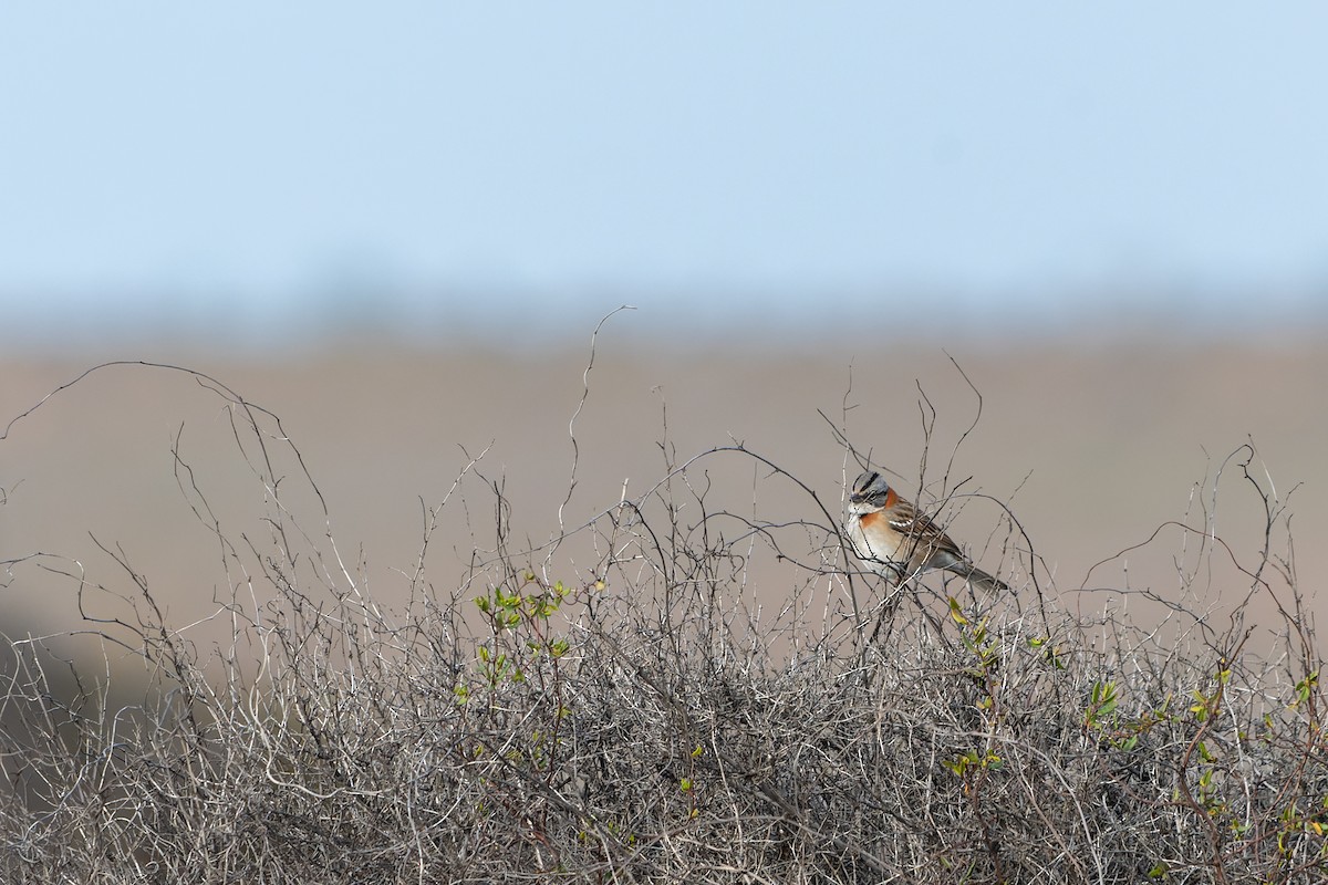 Rufous-collared Sparrow - ML595345461