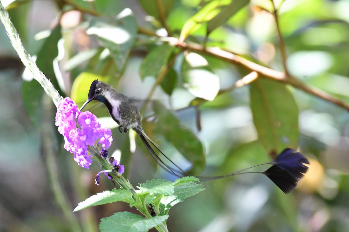 kolibřík podivuhodný - ML595345561