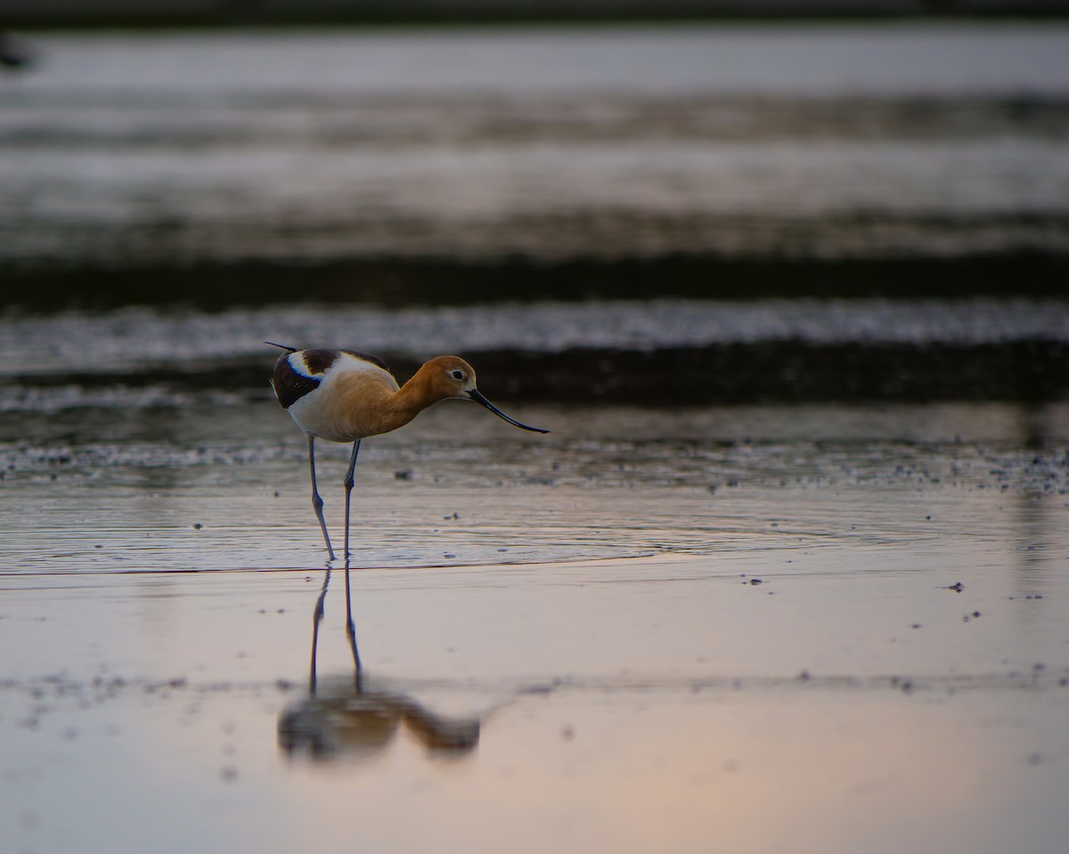 American Avocet - ML595345611