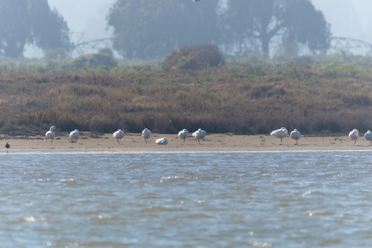 Coscoroba Swan - ML595345711