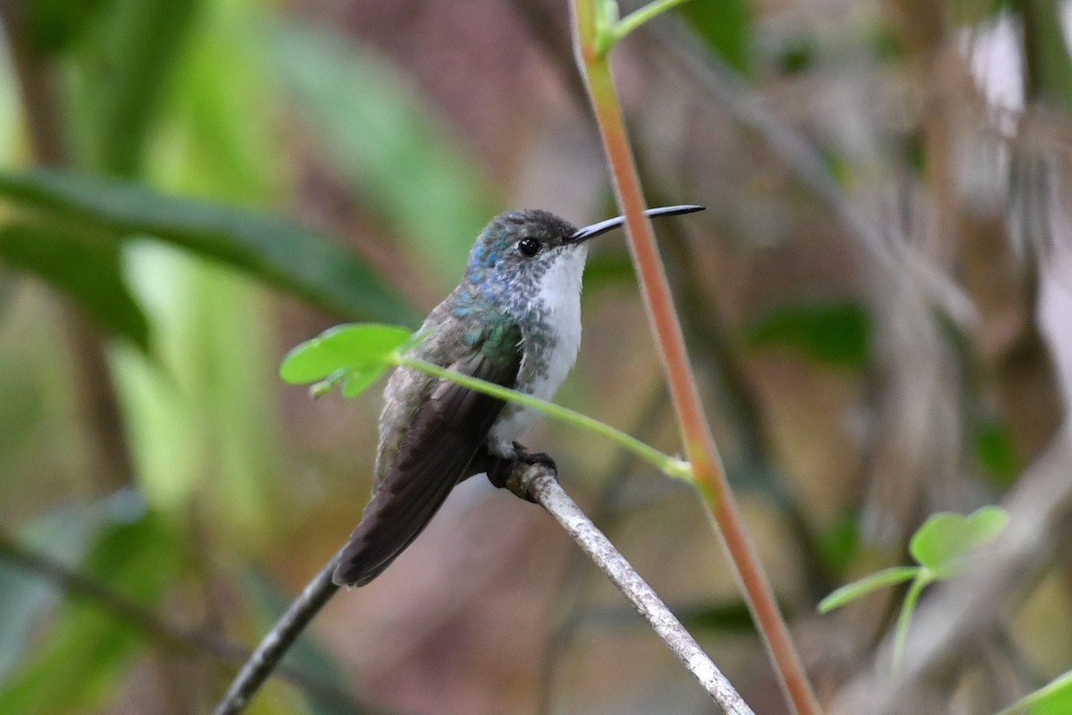 kolibřík andský - ML595346211