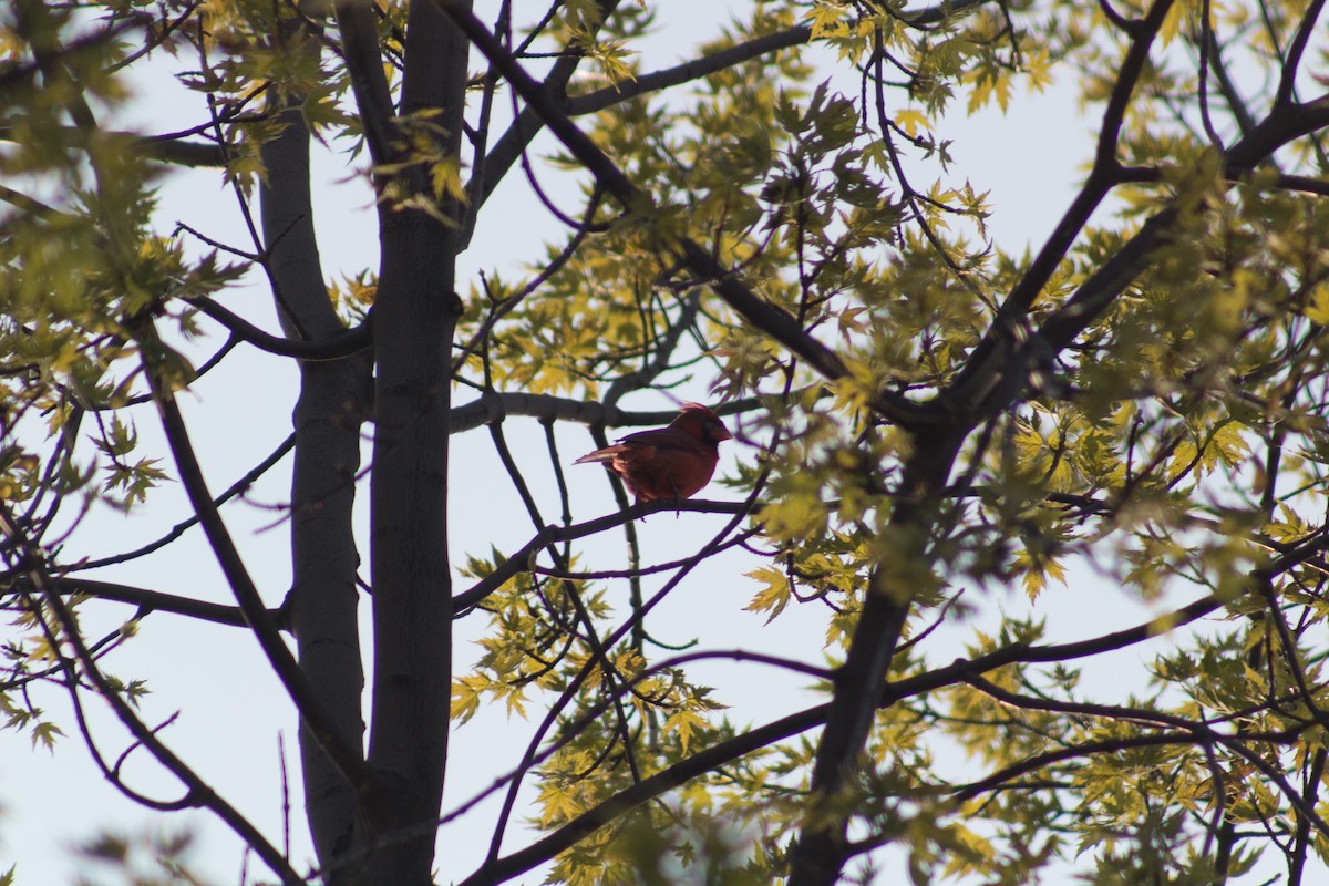 Northern Cardinal - ML595346331