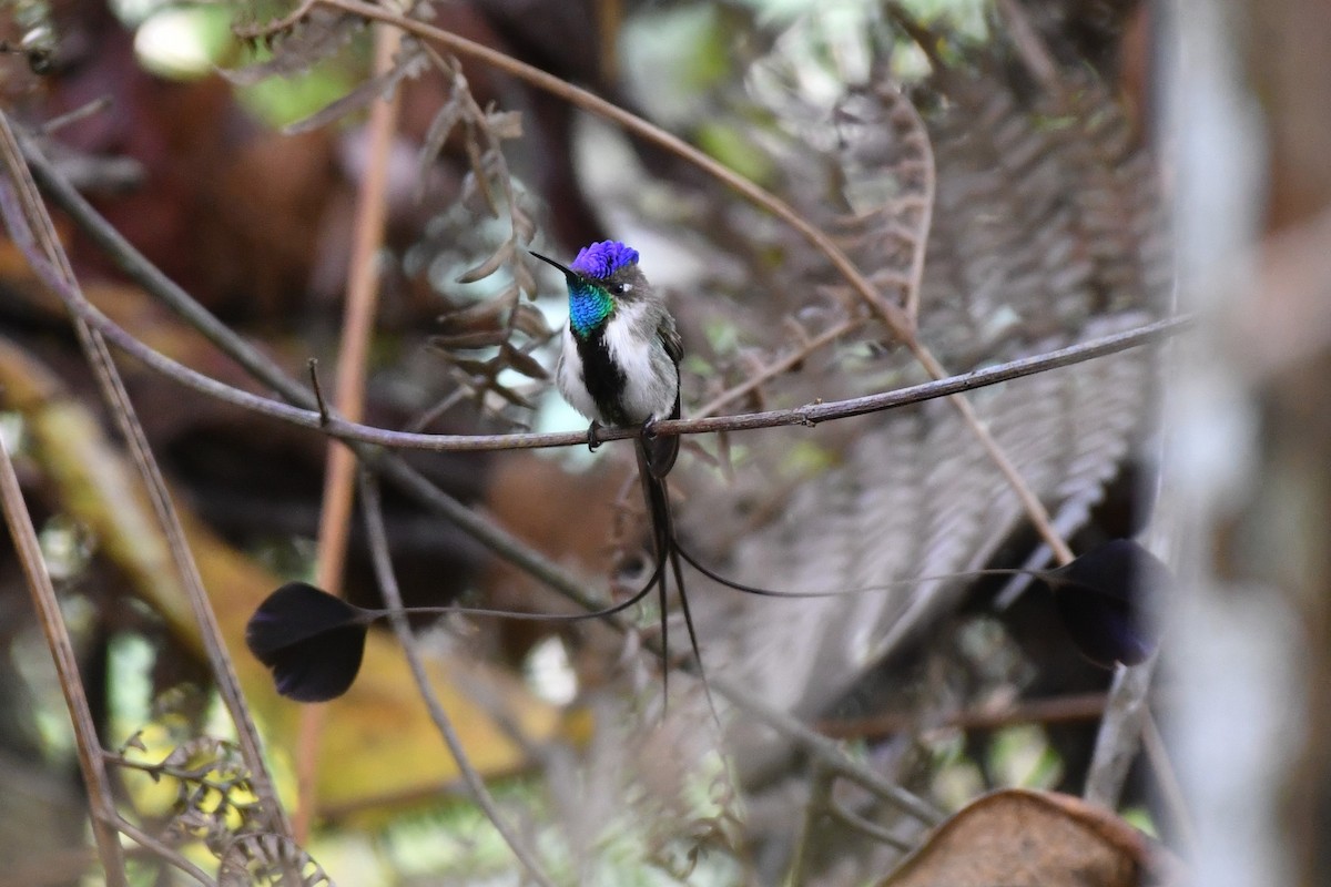 Marvelous Spatuletail - David Lawton