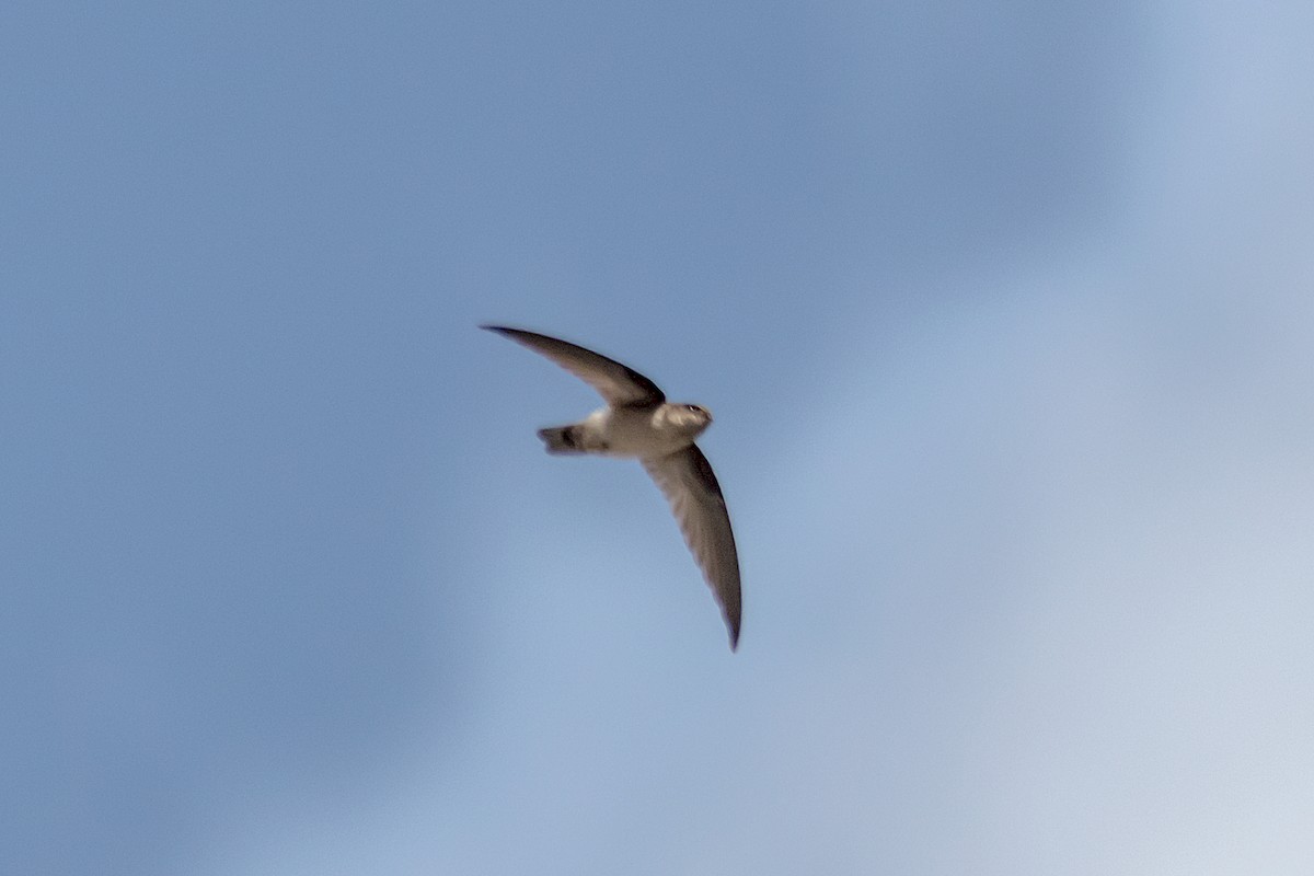 Australian Swiftlet - ML595348481