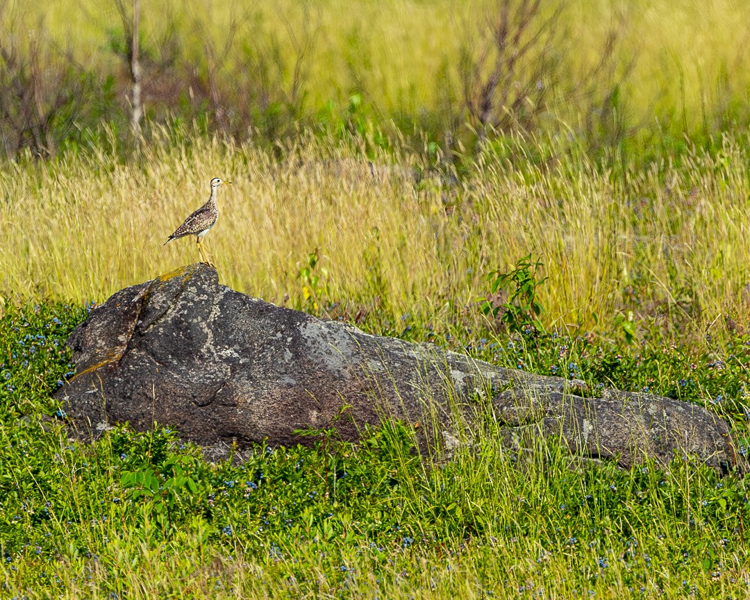 Upland Sandpiper - ML595349031